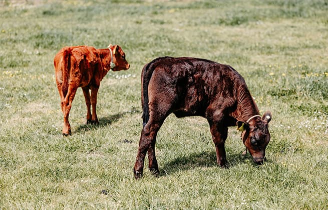Calves grazing on grass, st agnes, isles of scilly