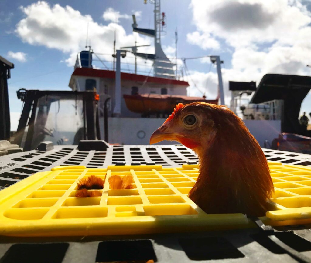 Chicken loaded onto Gry Maritha