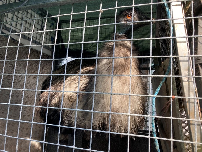 Emu in cage on Gry Maritha