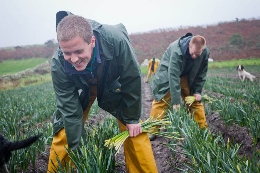 Narcissi flowers being picked on St. Martin’s at Churchtown Farm, image credit – Scilly Flowers